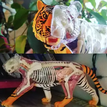 4D MEISTRAS Tigras Modelis 28Parts Gyvūnų Anatomijos Žaislas Skeletas 26105 Mokymo Įranga 