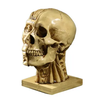 Raumenų, galvos kaukolės galvą medicininis modelis, mokymo reikmenys piešimo nuoroda meno modelio Dervos rankdarbiai
